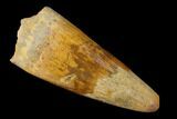 Cretaceous Fossil Crocodile Tooth - Morocco #159140-1